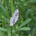 Xanthorhoe montanata (Silver-ground Carpet).JPG